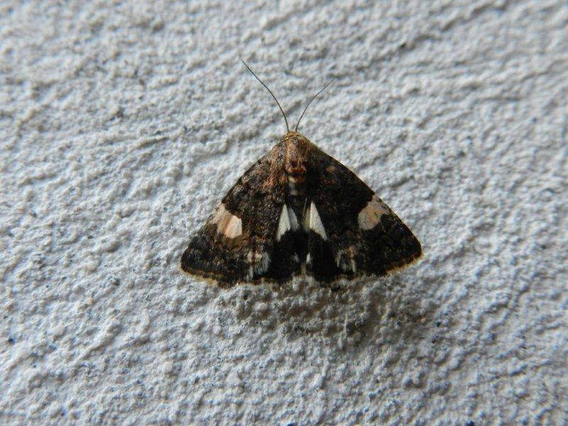 Noctuidae:  Tyta luctuosa ([Denis & Schifferm�ller], 1775) - Genova